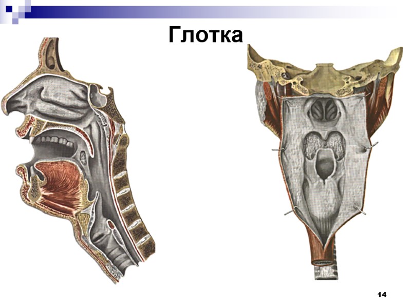 14 Глотка